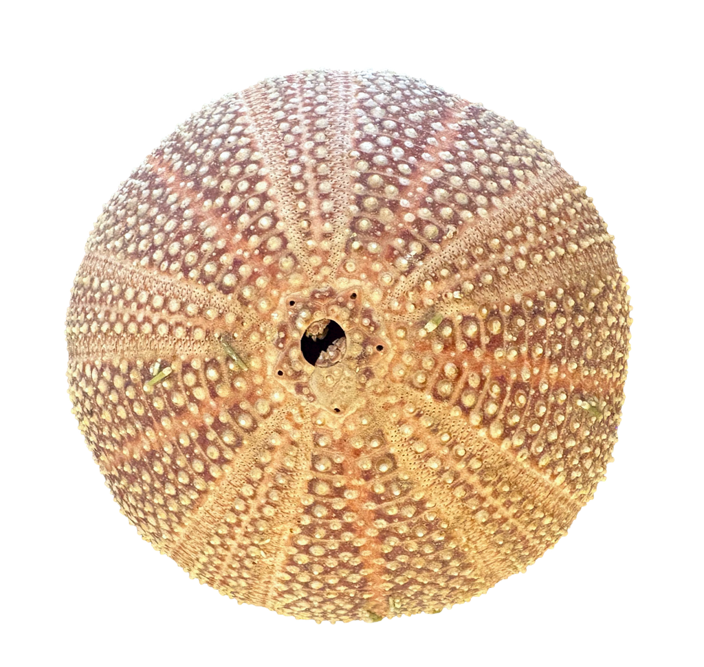 Vintage Sea Urchin