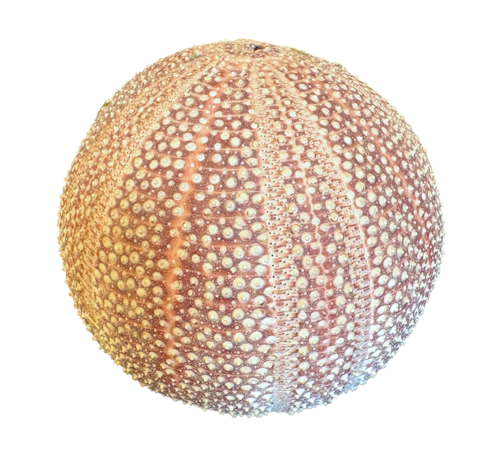 Vintage Sea Urchin