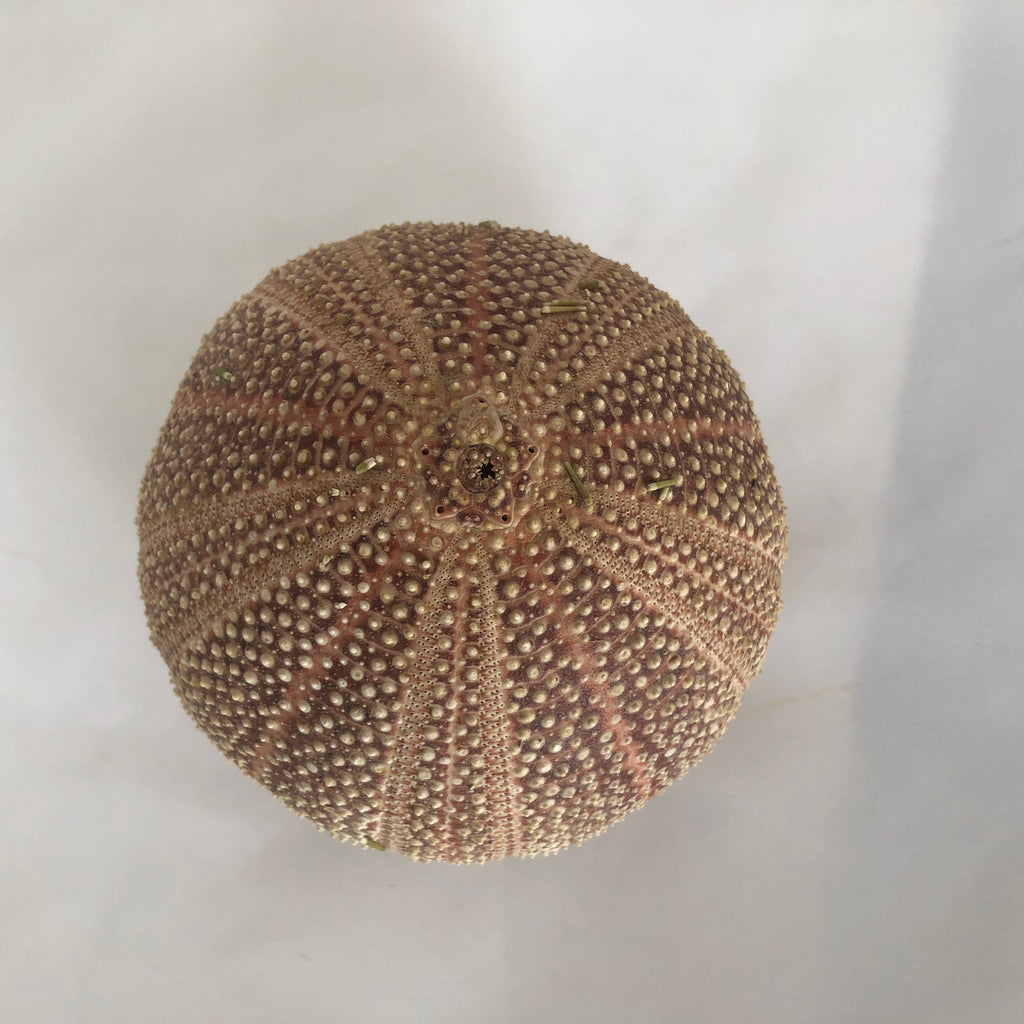 Natural Sea Urchin